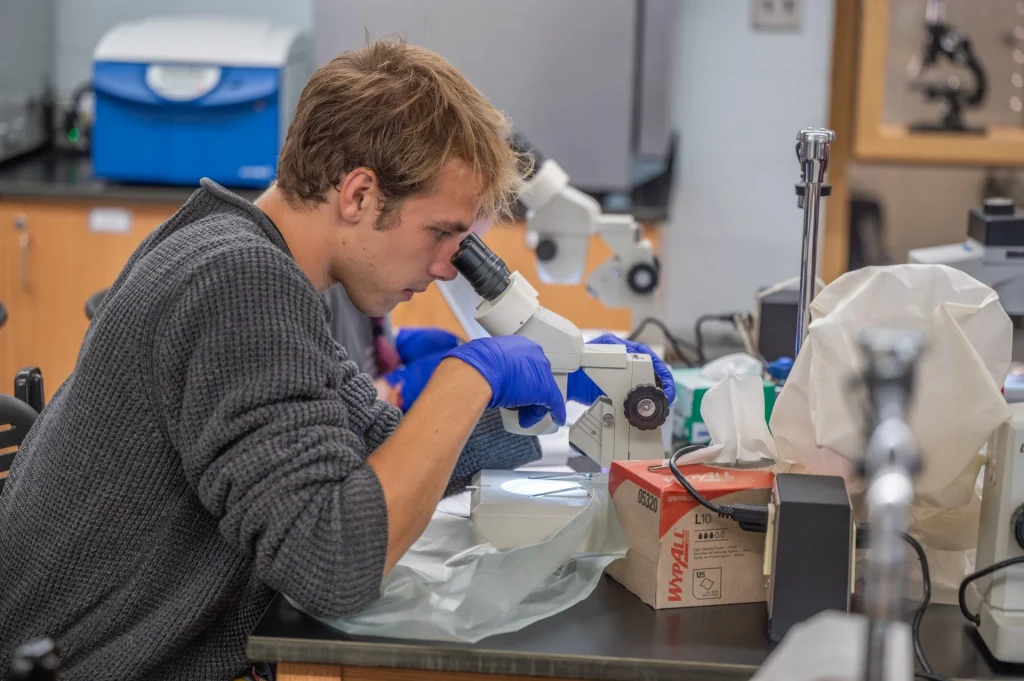 UMF student Emmet Lani-Caputo uses a dissecting microscope to identify a tick to species, sex, and age class prior to tick zoonosis testing.