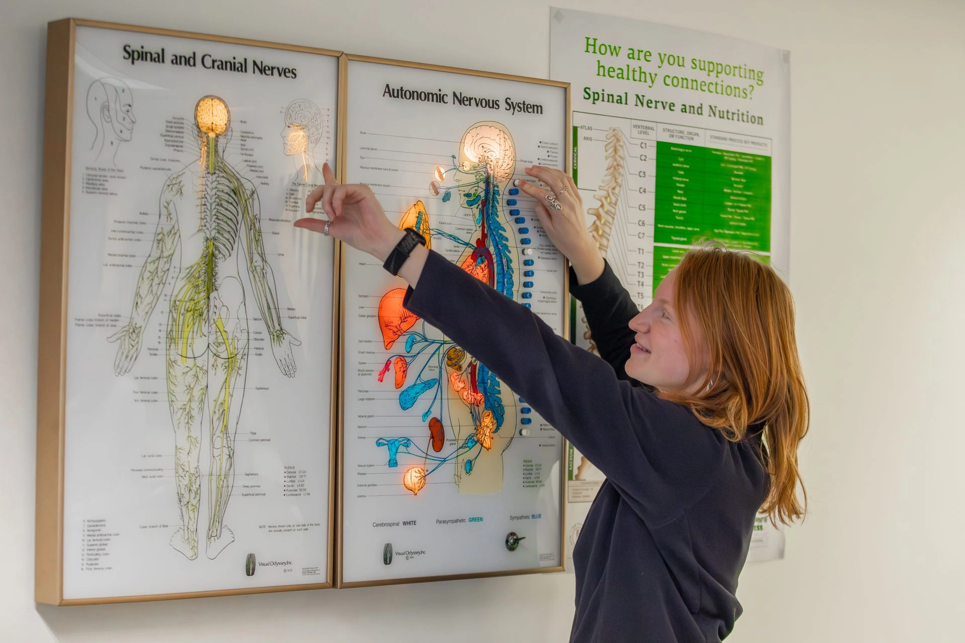 UMF chiropractic student intern poses, pointing at the brain, in front of light up display board of the human body