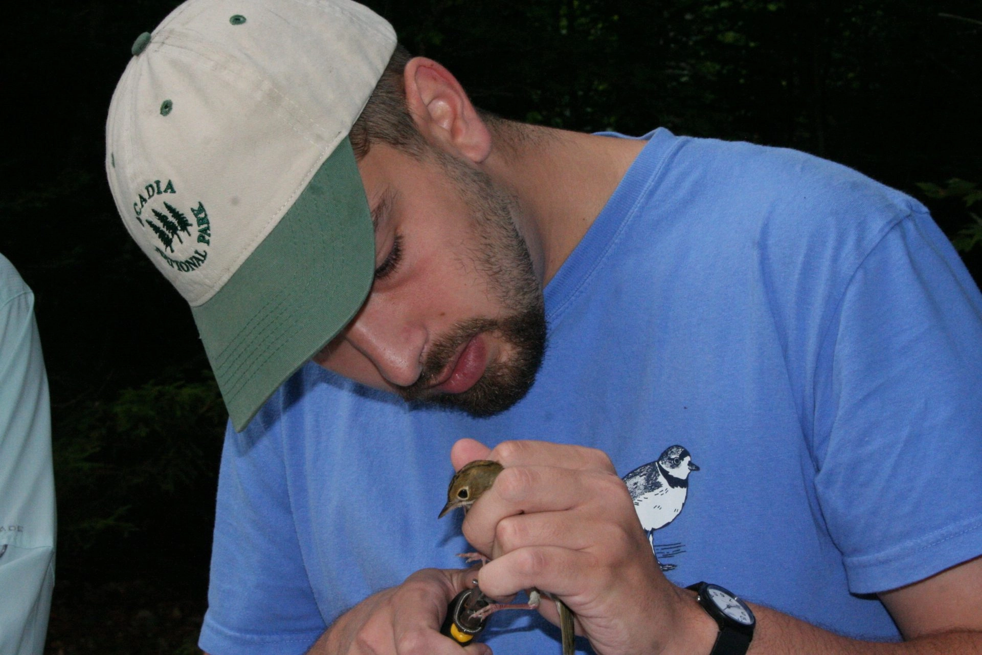 Brennick banding a bird.