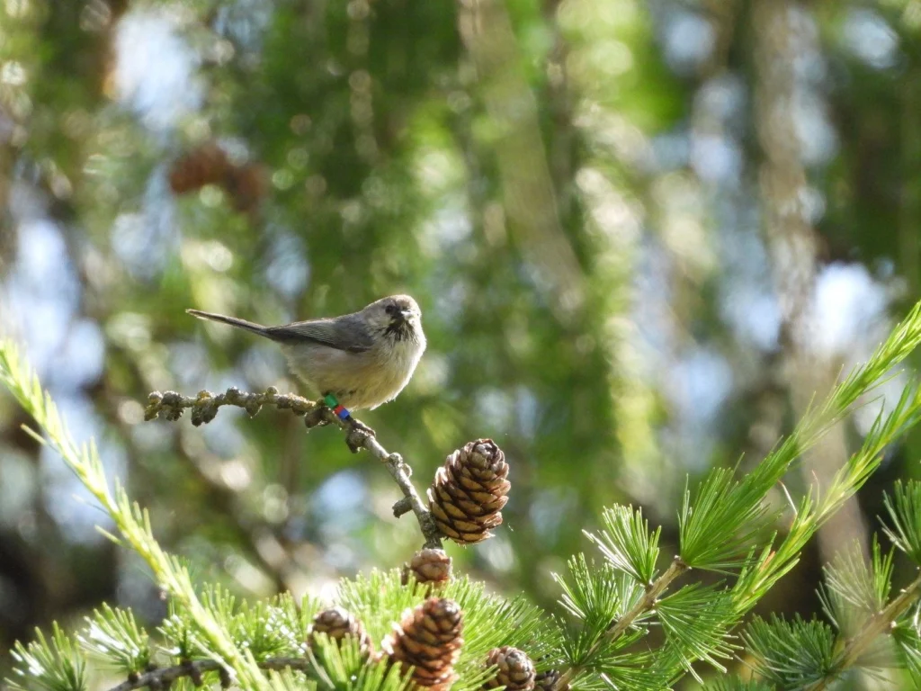A tiny bird called the bushtit