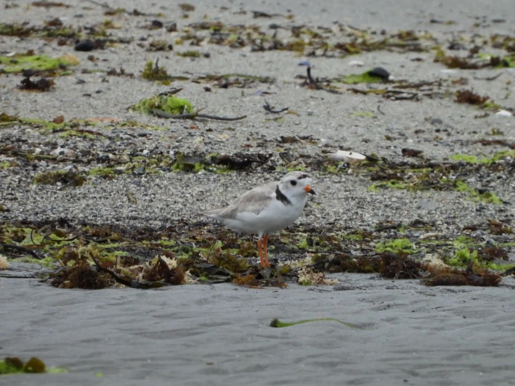 piping plover