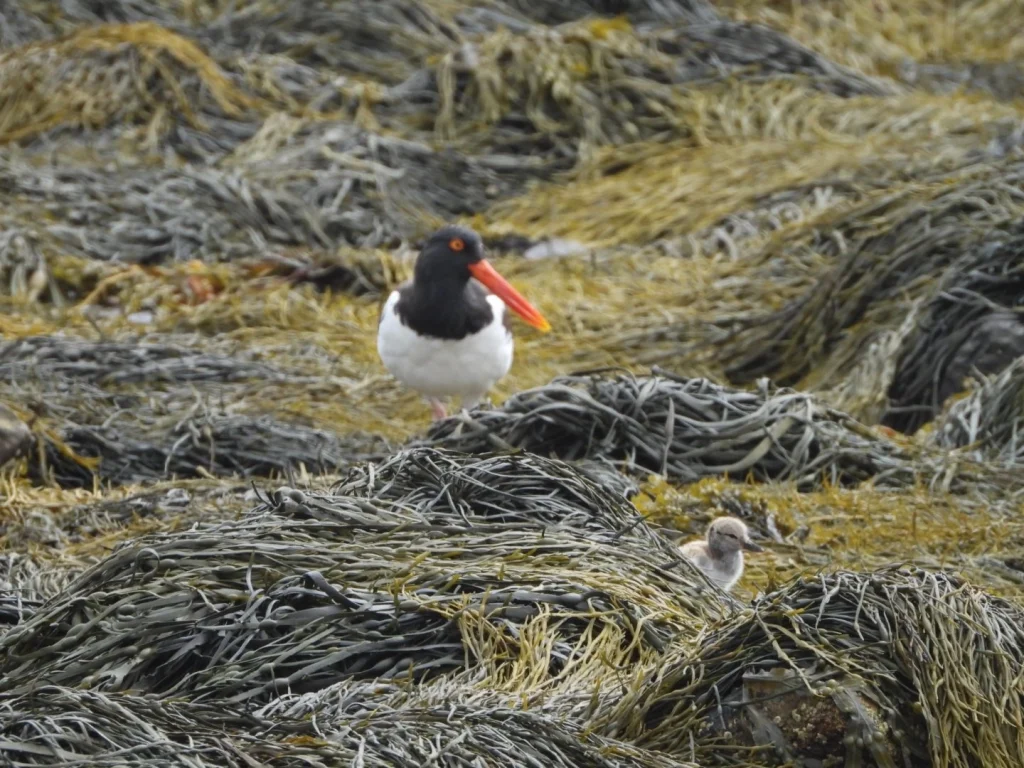 One of only 10 pair of Maine American oystercatchers and their chick in their intertidal habitat