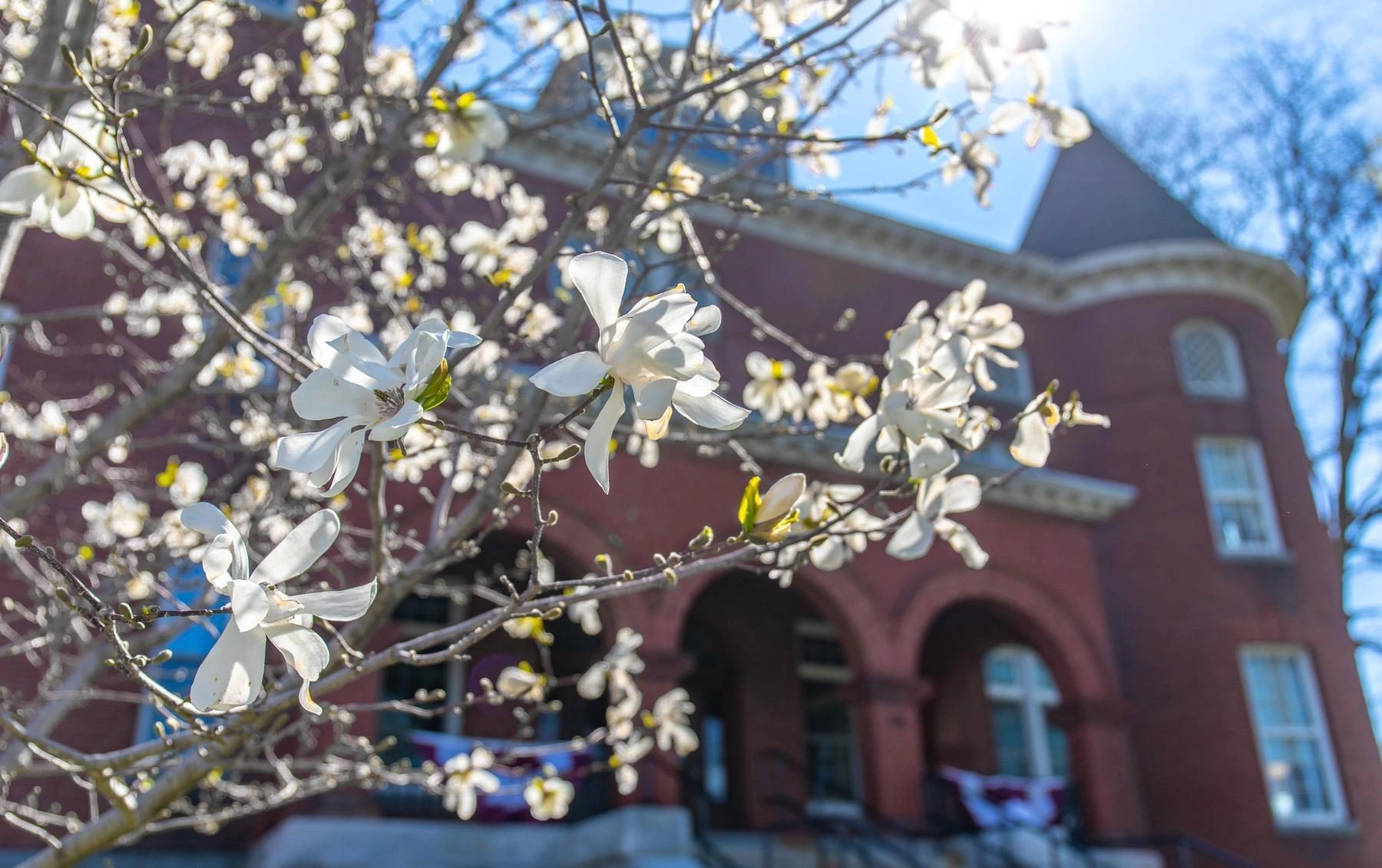 Tree flowering outside front of Merrill Hall