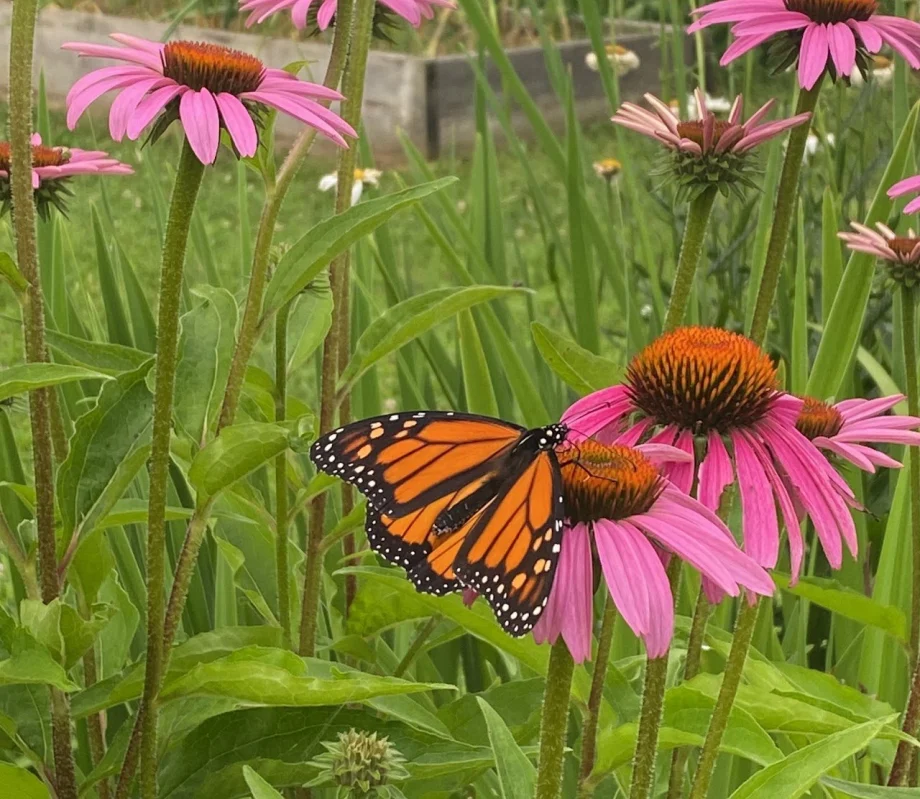 Monarch butterfly with orange and black wings resting on a pink coneflower in a garden bed.