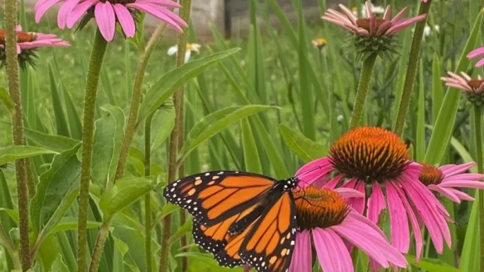 UMF Campus and Community Garden certified “Pollinator Friendly” by UMaine Cooperative Extension