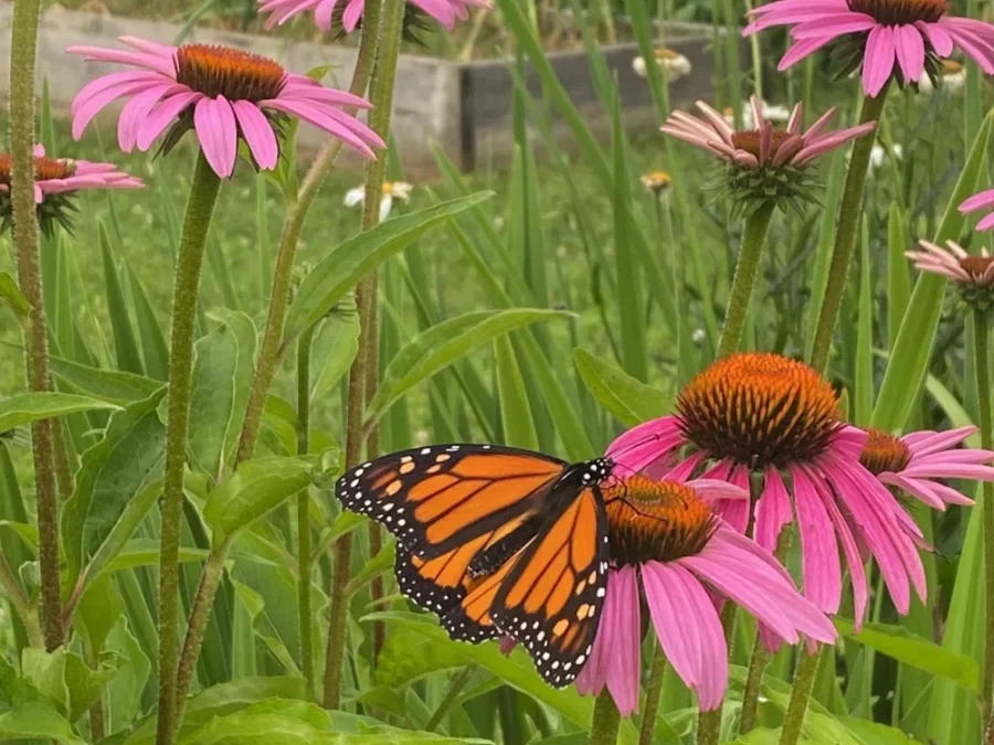 Monarch butterfly with orange and black wings resting on a pink coneflower in a garden bed.