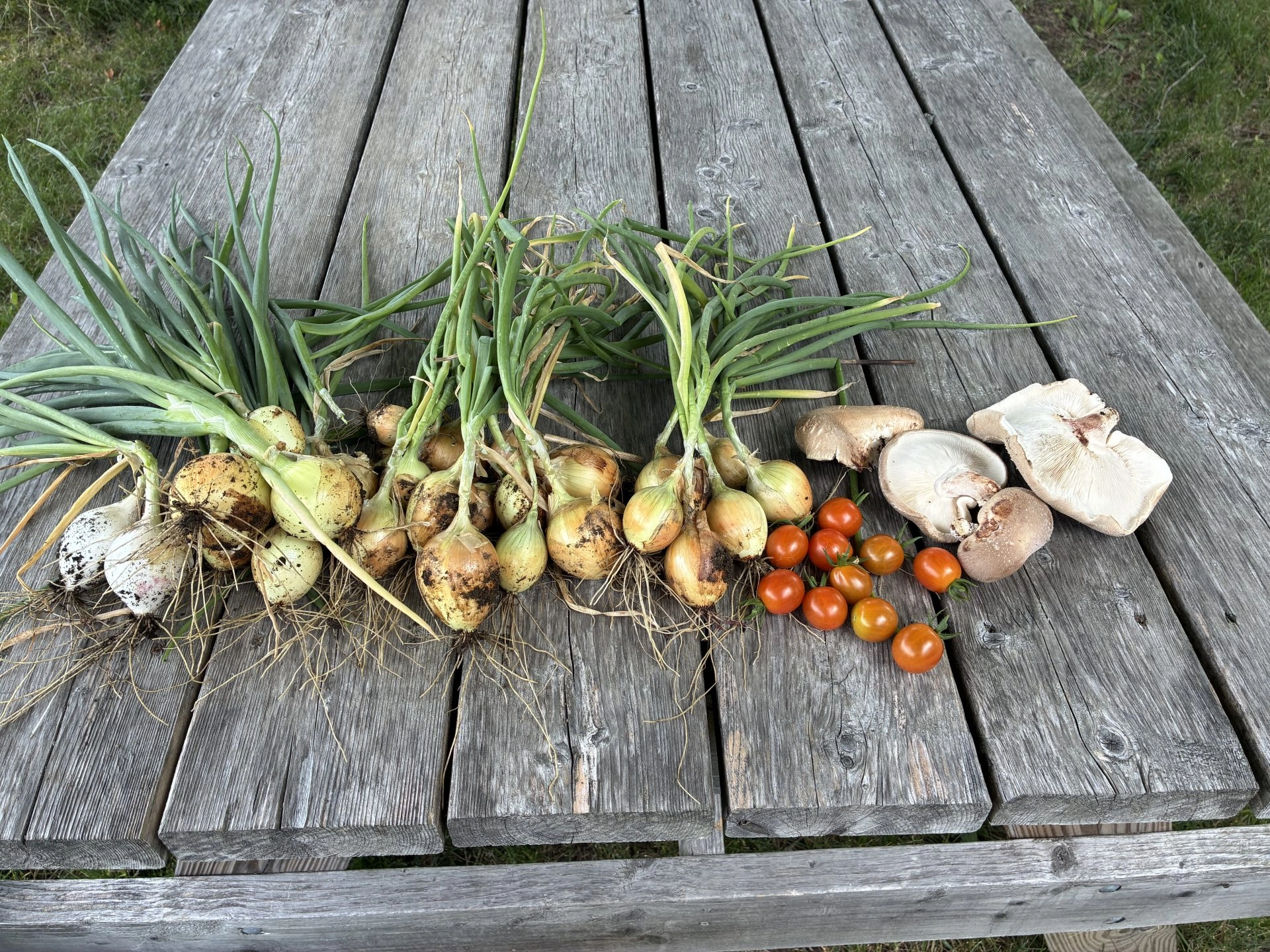 Pile of harvested onions with green shoots, plus a few mushrooms and cherry tomatoes on a weathered wooden table.