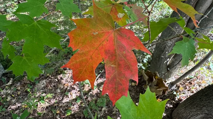 UMF in the News: Drew Barton, forest and fire ecologist and UMF professor of biology, shares some thoughts on early fall color as it begins to show across western Maine