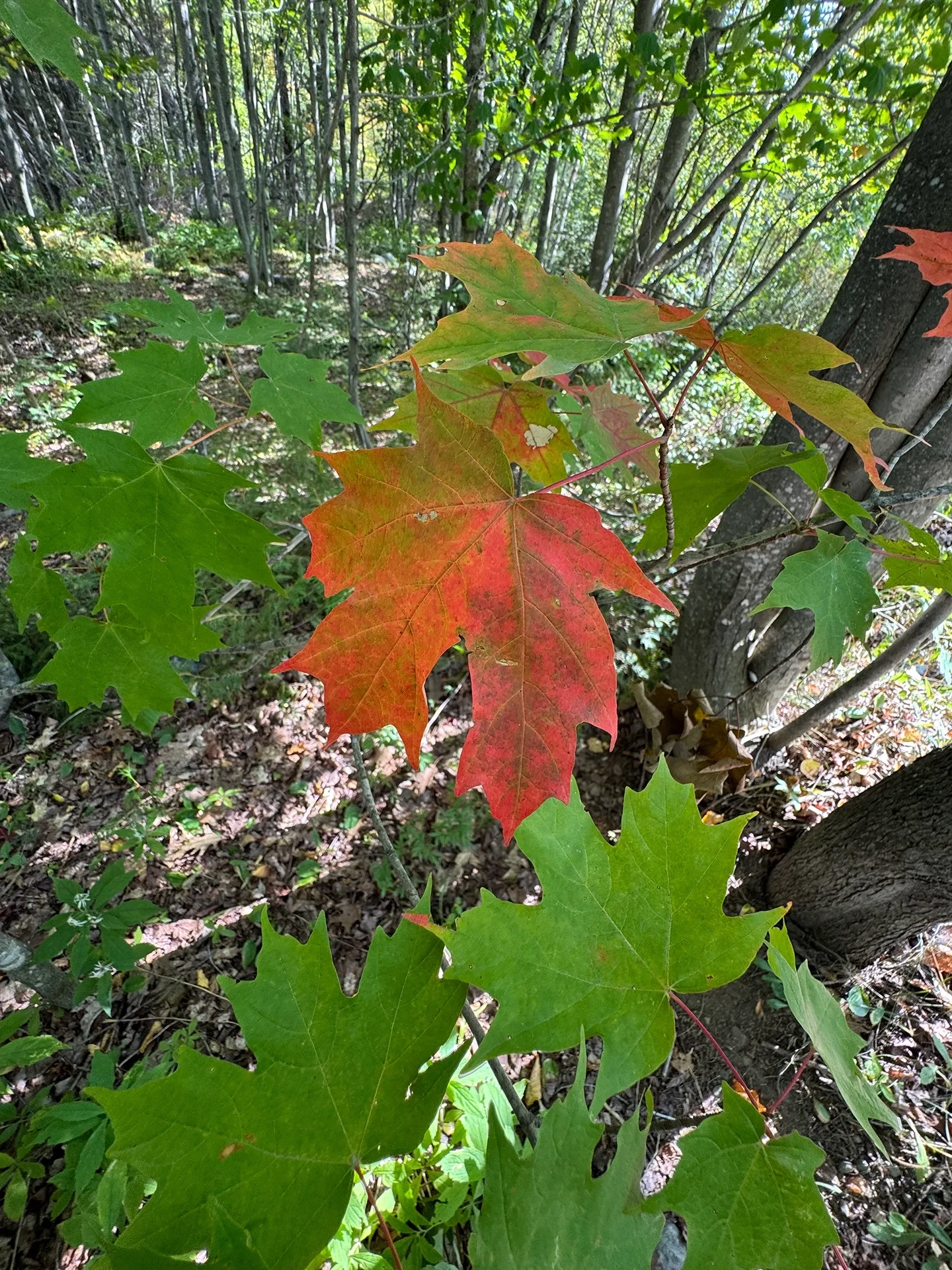 Maple leaves in a forest, with green leaves turning red/orange for autumn color contrast. (Close-up of lobed leaves)