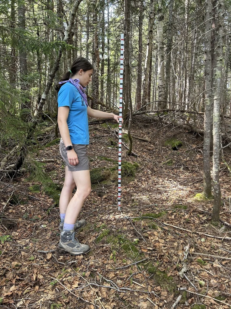Woman standing in the woods near a snow monitoring stick.