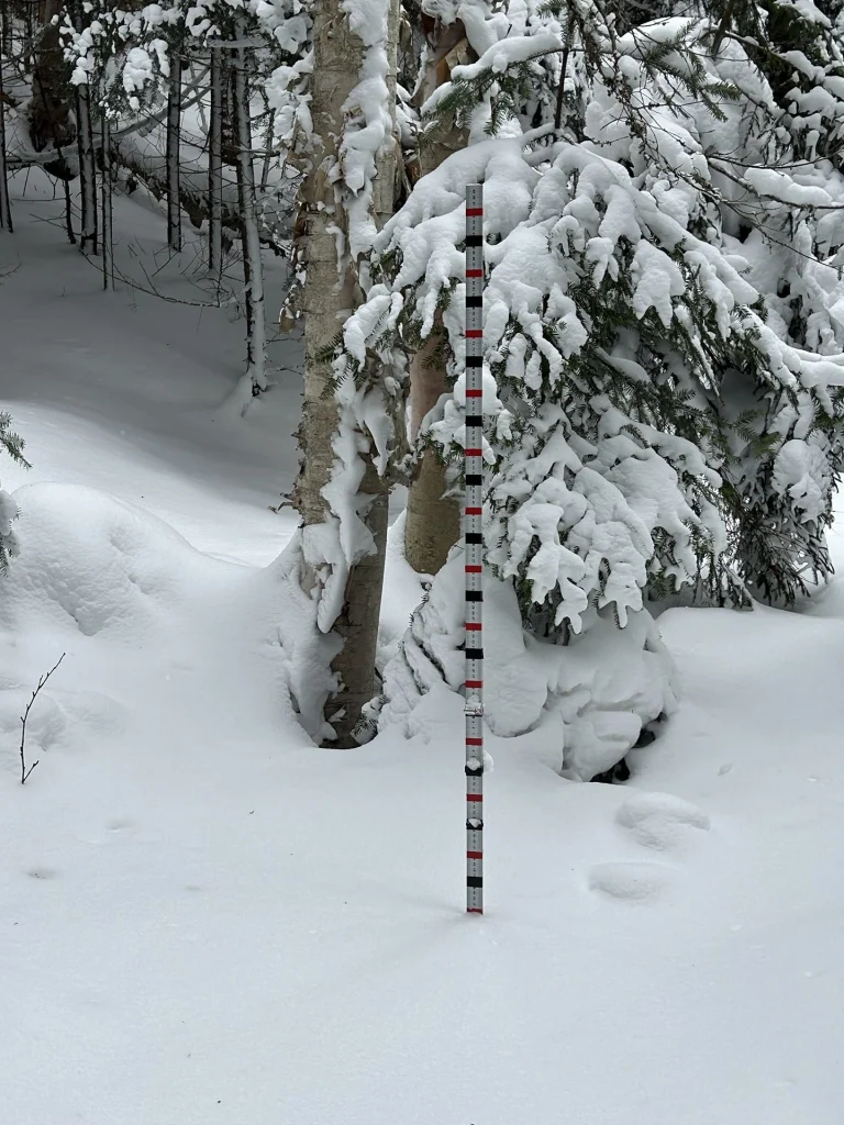Snow-depth measuring staff standing upright in deep snow beside snow-covered trees in a forest.
